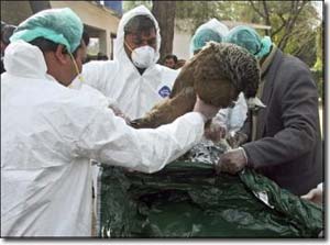 WHO confirmed cases of bird flu spread from person to person