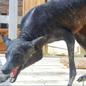 Who created the blood-sucking monster Chupacabra?