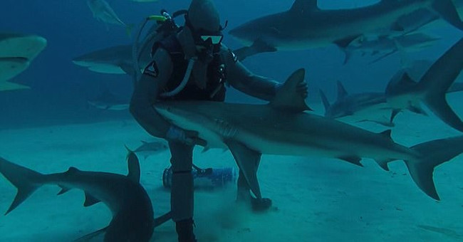 Who knows 'permission' makes ferocious sharks suddenly as good as puppies