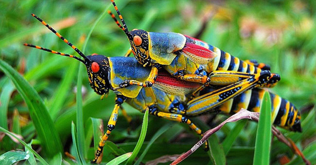 Who said insects are ugly