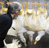 WHO warns of the risk of an outbreak of H7N9
