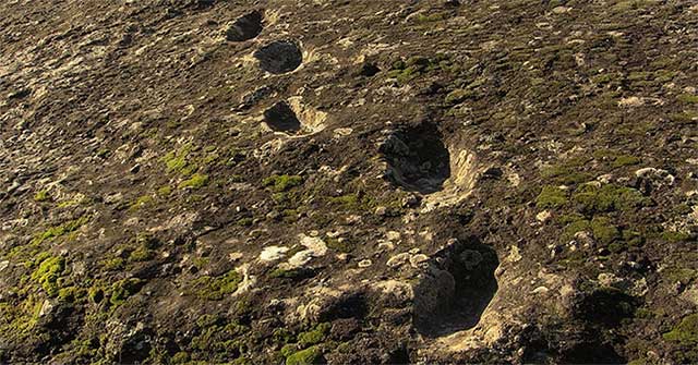 Whose fossil footprints on Roccamonfina volcano are?