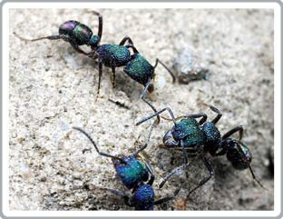 Why ants 'dominate' the world
