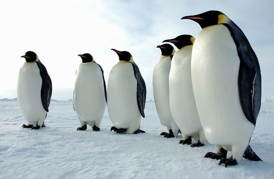 Why are Antarctic penguins afraid of the dark?