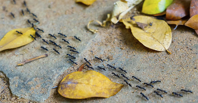 Why are ants so crowded, but their whole nest never gets in traffic?