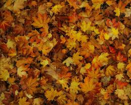 Why are autumn leaves in the United States and Europe different?
