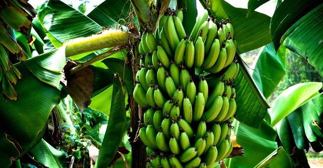Why are bananas bent?