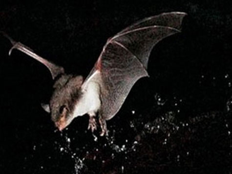 why are bats afraid of water?