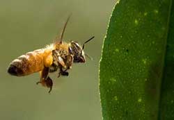 Why are bees dropping 'bean cakes' while flying?