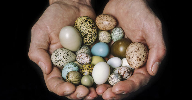 Why are bird eggs of different shapes?