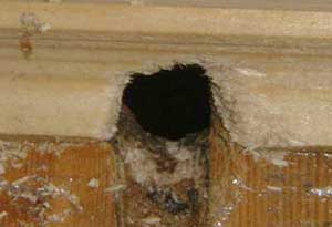 Why are birds and rats in the same cave?