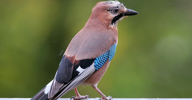 Why are birds not hairy when they are old?