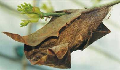 Why are cocoons of insects very strong?