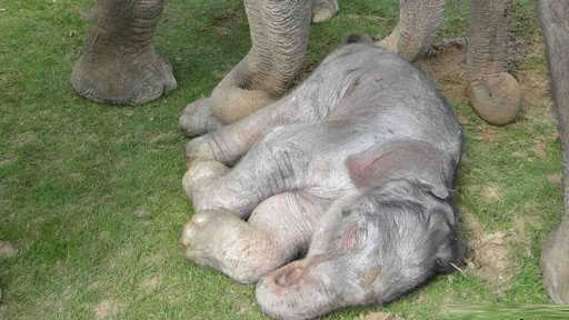 Why Are Elephants Pregnant For Nearly 2 Years