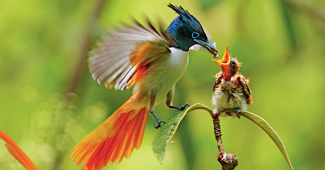Why are female birds singing less and less?