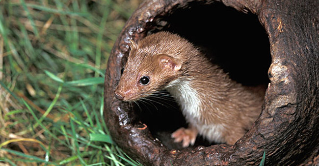 Why are ferrets bad?