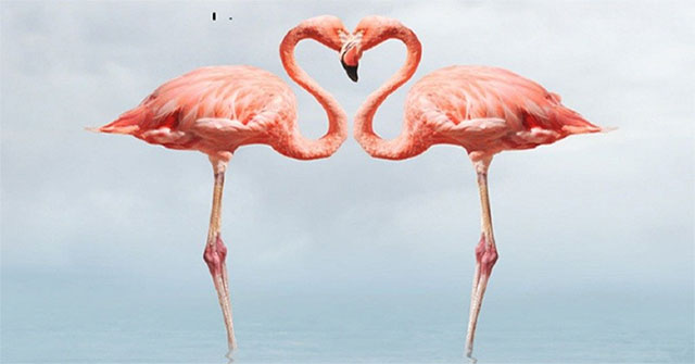Why are flamingos pink?
