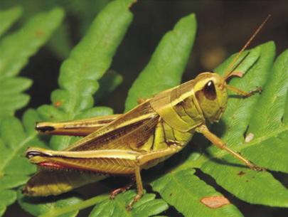 why are Grasshopper gather in packs?