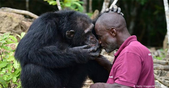 Why are humans not as hairy as chimpanzees or gorillas?