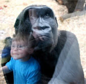 Why are humans slower than chimpanzees?