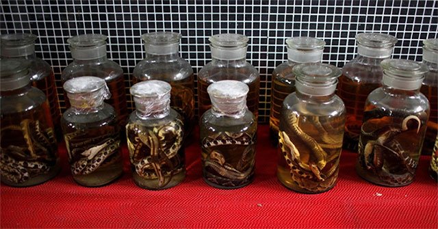 Why are humans susceptible to animal diseases?