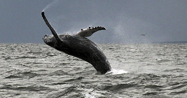 Why are humpback whales disappearing in Hawaii?