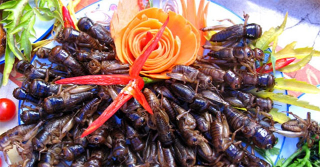 Why are insect dishes delicious but dangerous?