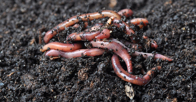 Why are intestinal parasites not digested in our bodies?