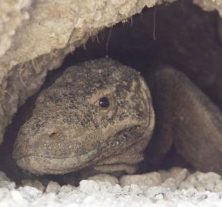 Why are Komodo dragons more 'short-lived' than males?