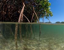 Why are mangrove forests priceless?
