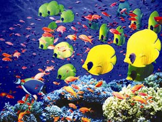 Why are marine fish more colorful than river fish?