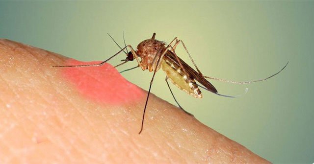 Why are mosquito bites swollen and itchy for so long?
