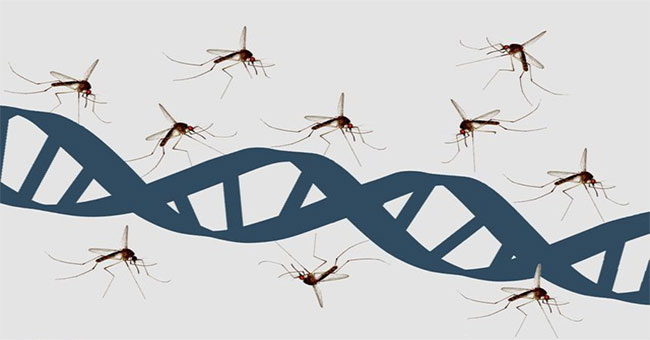 Why are mosquitoes sucking blood from HIV, mosquitoes not sick?
