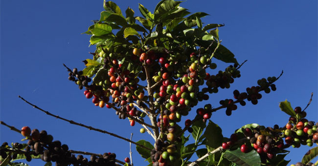 Why are only some places growing the best coffee in the world?