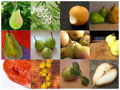 Why are pears more fragile than apples during storage?
