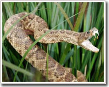 Why are people afraid of snakes?