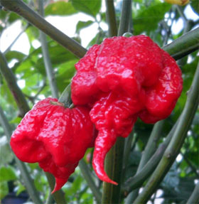 Why are peppers spicy, hot and can use chili to relieve pain?