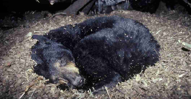 Why are some animals still alive even if the blood freezes?