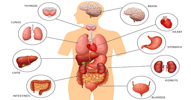 Why are some parts of the body reborn and others not?