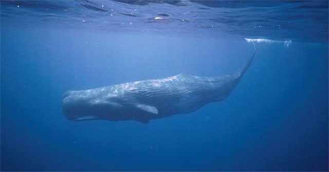 Why are sperm whales not infected with scuba diving?