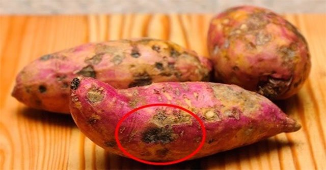 Why are sweet potatoes hardened or hardened?