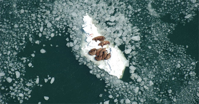 Why are tens of thousands of walruses stuck on Alaska beaches every year?