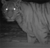 Why are the eyes of animals glowing under the lights?