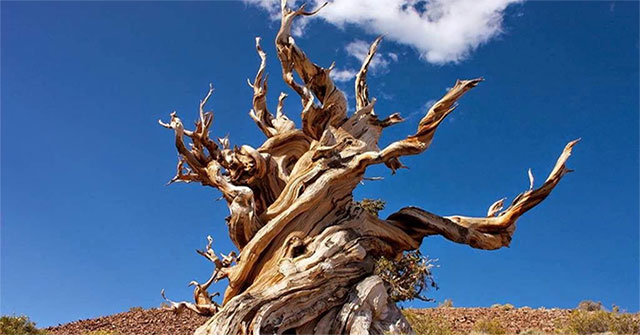 Why are there species of plants that live more than 1,000 years?