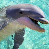 Why are whales and dolphins hissing?