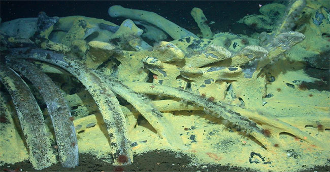 Why are whales still useful until they die?