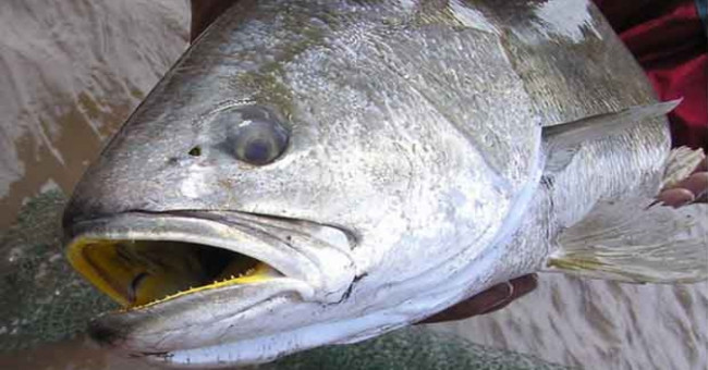 Why are yellow-spotted fish sold at high prices?