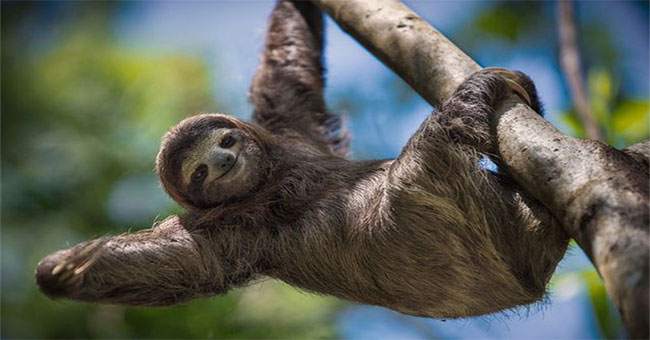 Why are you lazy ... lazy?  The reason turned out to be more interesting than we thought