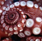 Why aren't octopus tentacles tangled together?