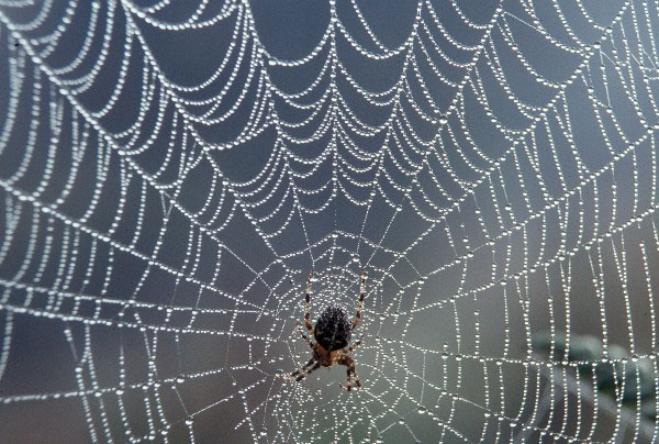 Why aren't spider species caught in their own nets?
